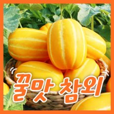성주 꿀 참외 산지직송 당도선별 가정용, 5kg (가정용 랜덤과), 1개