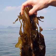 통영 기장 미역 생미역 물미역 2kg 당일채취, 1박스