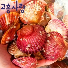 제철 고흥 홍가리비 5kg 4kg 3kg 2kg 1kg / 남해안 가리비 통영가리비, 1개