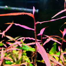 키우기쉬운열대어