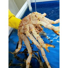 킹크랩 자숙 블루킹크랩 러시아 대왕 특대, 1개, 4.5kg