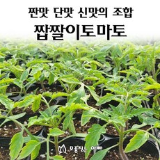 [모종심는아빠] 짠맛 신맛 단맛의 조합 짭짤이토마토