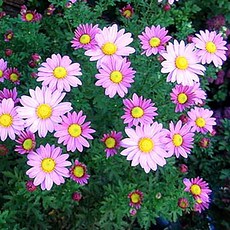 시즌플라워 [특가상품]구절초-핑크 3개셋트, 3개