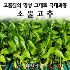 모종-초특급고추모종 중간맵기 1판 72구 복합내병계 농우바이오 조생종 70개 상품 이미지