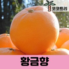 [코코트리] 황금향 묘목, 1개, 7치화분 (결실주)
