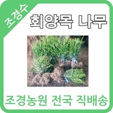 대한조경농원 회양목 (H0.3 W0.3)(10주묶음)