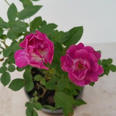 d0931bb719a7e200e24d34011de034ee95516b45abbbad76d47083cc0b4c.jpg