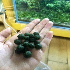 꿀물수초 정품 마리모 1개 (리얼 일본정품 수입필증유)