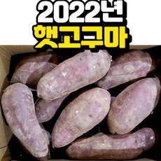 햇고구마시세