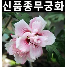 무궁화(레이디스탠리) 삽목2년(뿌리) 10개/나무 묘목/활엽수/정원용