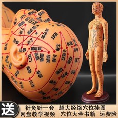 침술 연습용 의학 인체 경혈 경락 피부 한의학 의료 지압 모형 침방, 구리 하드 52cm 여성 모델 팔 회전 가능