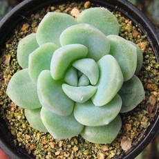 에스디아이씨코리아