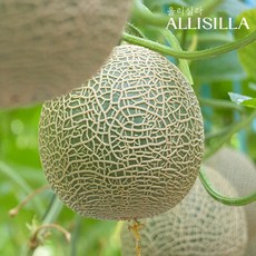 [올리실라] 머스크 멜론 중품 2수(개당 1.5~2kg 내외), 단품