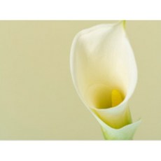 실크벽지수선