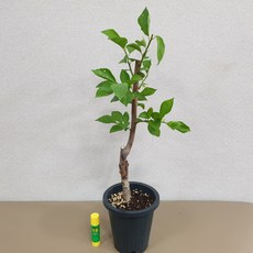 플럼코트
