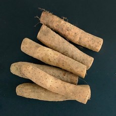 진주마