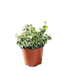 85b1d5f55103d7f62aaf6f0d4120981224b0def15f8a650410f3b30332f5.jpg