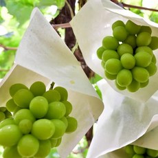 샤인머스켓 포도나무 묘목 5년생 대목 ㄱ자 청포도