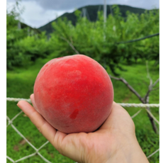 실중량 4kg 당도보장 대극천 납작 복숭아 2kg peach 딱딱이 신비 백도 황도 개, 딱딱이복숭아 선물용, 1개