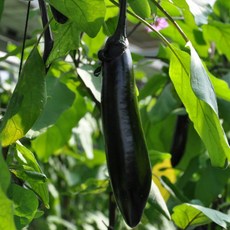농협 신선 가지, 1박스, 1kg