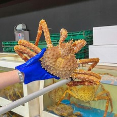 러시아산 생물(활) 또는 자숙(찜) 브라운 킹크랩 1.6kg 1.8kg 2.0kg 1마리, 자숙(찜) 1.6kg, 1개
