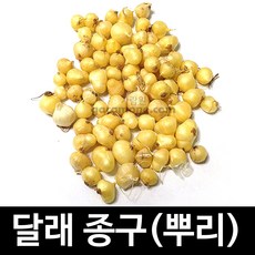 뿌리 달래 종구 씨앗 종자 토종 재래종 약초 30g, 1개