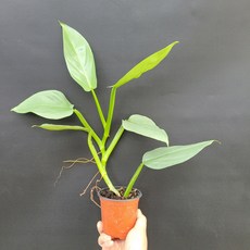 필로덴드론실버메탈
