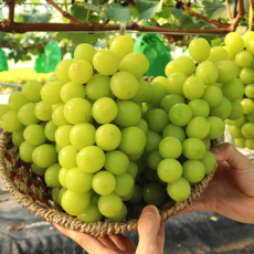 망고샤인머스켓