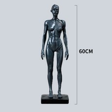 골격 해부 근육 신경 뼈 두개골 실습 해부학 . 인간의 모형 그림 CG 참고 표준 버전 예술 복사 조각 시뮬레이션 인간 모델, 그레이60cm남성머슬그레이
