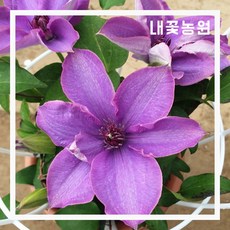 클레마티스 (보라) 망화분