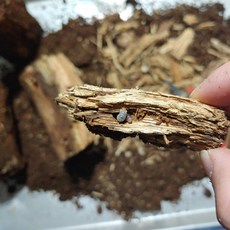 다우리아사슴벌레