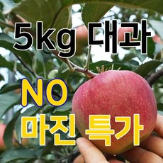 청송사과 산지의 싱싱함을 그대로 2024년 햇사과, 1박스, 05.경북사과 5kg 가정용 대과