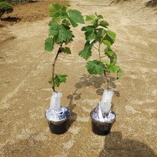 샤인머스켓묘목 접목(화분묘) 청포도나무
