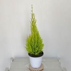 추천7율마키우는법