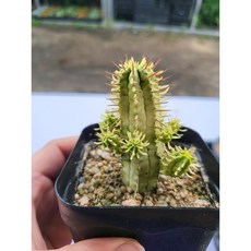 홍기린