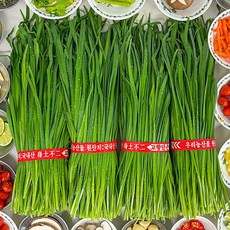 농가살리기 당일수확 국내산 하우스 부추, 1박스, 2kg