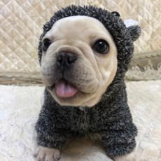 애견폴라폴리스올인원