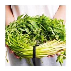 해독효과 봄철채소 미나리 1kg, ONE COLOR