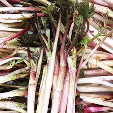 겨울 두릅 두릎 땅두릅 두릅1kg 1.5kg 2kg, 겨울두릅 500g