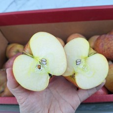 맛있는 사과 주스용, 5kg, 1개