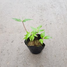 당귀모종