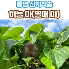 안동깍은마