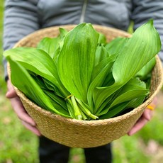 산지직송 국내산 명이나물 생명이 명이쌈 울릉도명이나물 산마늘 잎순명이, 1개, 2kg