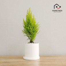 홈트너 실내공기정화식물 관엽 인테리어식물, 1Ea, 3_6 율마 극소