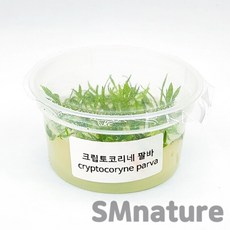 SM 크립토코리네 팔바 [컵수초], 단품