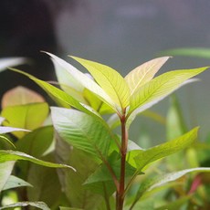 아쿠아볼륨매직