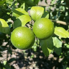 [제철365] 산지직송 제주도 청귤 풋귤, 청귤 특품 5kg, 1개