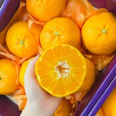 [백화점납품] 프리미엄 레드향 과일 설선물세트, 1박스, 2kg(선물용 / 중대과)