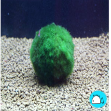 모스볼 3~4cm [모스볼 마리모 새우놀이터 어항꾸미기]