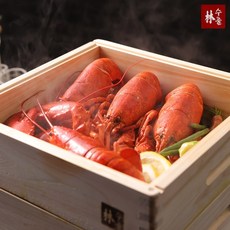 수풀림편백